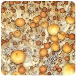 Псилоцибиновые (галлюциногенные)  грибы Psilocybin "Golden Teacher" в Купино