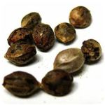 Семена марихуаны АК-47  (Seeds AK-47) в Купино